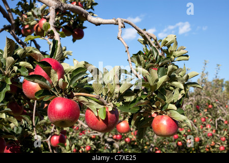 Canada,Ontario,Vineland, ripe red apples on a apple tree branch Stock Photo