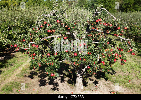 Canada,Ontario, Vineland, apple tree in orchard with ripe apples Stock Photo