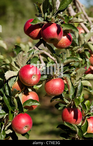 Canada,Ontario,Vineland, ripe red apples on a apple tree branch Stock Photo