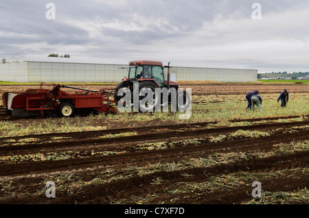 Tractor pulling harvester to pull out mature onions to dry with Mexican field labourers at a Holland Marsh farm Stock Photo