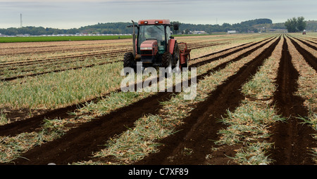 Tractor pulling harvester to pull out mature onions to dry at a Holland Marsh farm Stock Photo