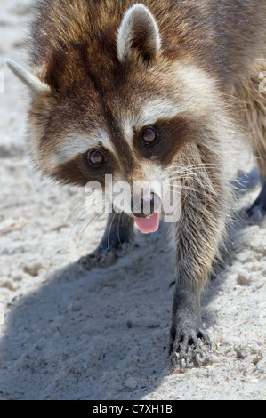 North American raccoon (Procyon lotor) portrait, St. Andrews State Park, Florida, USA. Stock Photo