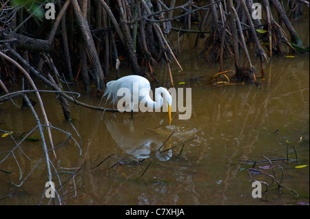 Egret in Ding Darling park on Sanibel Island in Florida Stock Photo