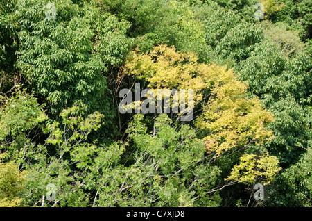Japanese deciduous forest canopy as seen from a mountain in autumn in ...