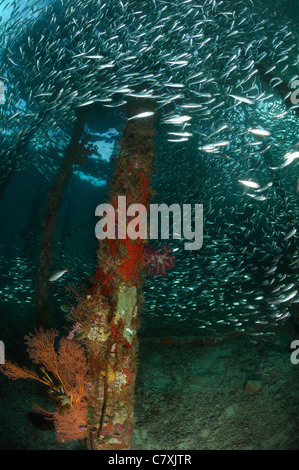 Schooling Bigeye Scad under Jetty, Selar crumenophthalmus, Airborei, Raja Ampat, West Papua, Indonesia Stock Photo