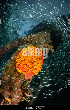 Schooling Bigeye Scad under Jetty, Selar crumenophthalmus, Airborei, Raja Ampat, West Papua, Indonesia Stock Photo