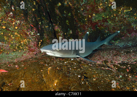 Witetip Reef Shark, Triaenodon obesus, Socorro, Revillagigedo Islands, Mexico Stock Photo