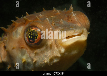 Portrait of Orbicular Burrfish, Cyclichthys orbicularis, Lembeh Strait, Sulawesi, Indonesia Stock Photo