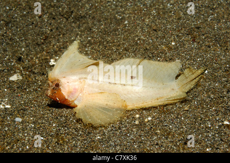 Cockatoo Waspfish, Ablabys taenianotus, Lembeh Strait, Sulawesi, Indonesia Stock Photo
