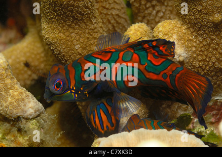 Mandarinfish, Synchiropus splendidus, Lembeh Strait, Sulawesi, Indonesia Stock Photo
