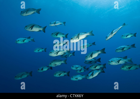 Shoal of Black-and-white Snapper, Macolor niger, Daedalus Reef, Red Sea, Egypt Stock Photo