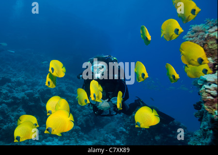 Rebreather Scuba Diver, Chaetodon semilarvatus, Safaga, Red Sea, Egypt Stock Photo