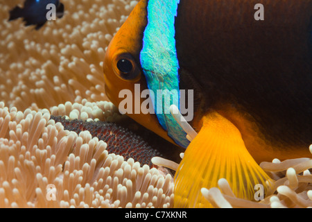 Orange-fin Anemonefish with his Eggs, Amphiprion chrysopterus, Gau, Lomaiviti, Fiji Stock Photo