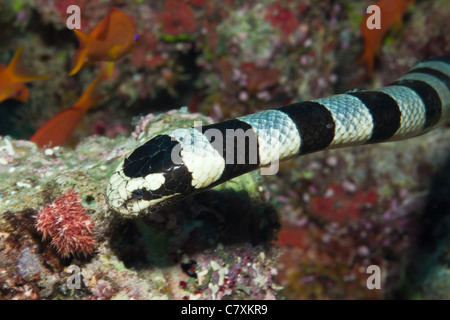 Banded Yellow-lip Sea Krait, Laticauda colobrina, Gau, Lomaiviti, Fiji Stock Photo