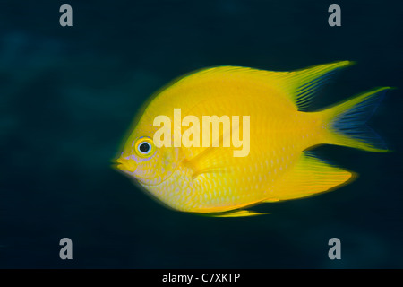 Golden Damsel, Amblyglyphidodon aureus, Gau, Lomaiviti, Fiji Stock Photo