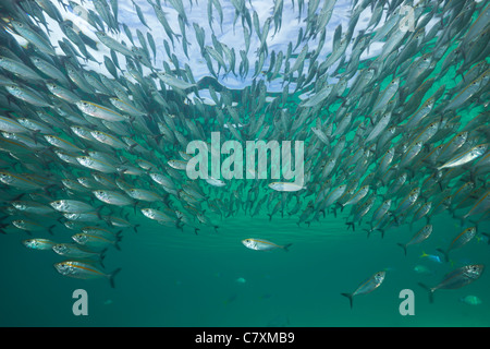 Shoal of Yellowstripe Scad, Selaroides leptolepis, Cenderawashi Bay, West Papua, Indonesia Stock Photo