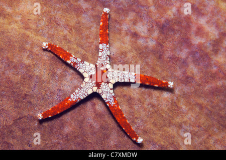 Red Mesh Starfish, Fromia monilis, Cenderawashi Bay, West Papua, Indonesia Stock Photo