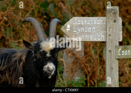 A wild goat in the Valley of the Rocks, Lynton, Devon. Stock Photo