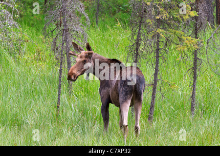 Young bull moose, Alces alces, in late spring. Kootenay National Park, British Columbia, Canada Stock Photo