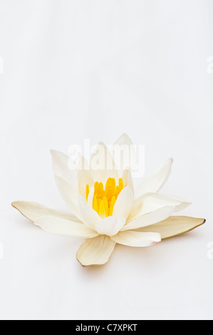 Nymphaea alba. White Lotus or  Eurpoean white water lily on white background. India Stock Photo
