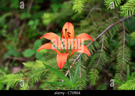 Wood lily, Lilium philadelphicum growing wild in the Columbia Valley, British Columbia, Canada Stock Photo