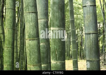 giant green bamboo trees grow up in row in twilight forest; focus on front trees Stock Photo