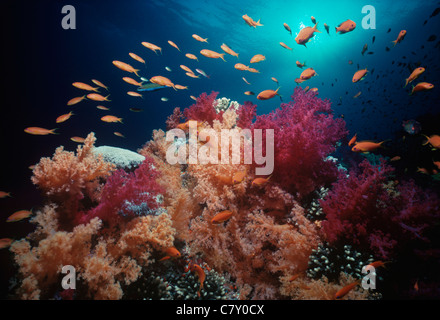 (Pseudanthias squamipinnis) schooling amongst Alcynarian soft corals (Dendronephthya). Egypt - Red Sea Stock Photo