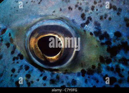 Eye of a Bluefin Trevally (Caranx melampygus). Great Barrier Reef, Australia - Coral Sea Stock Photo