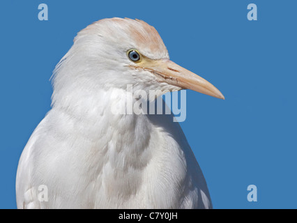 Cattle Egret (bubulcus ibis) Stock Photo