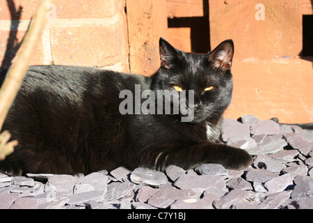 A black cat with a white patch relaxing in the sun. Stock Photo