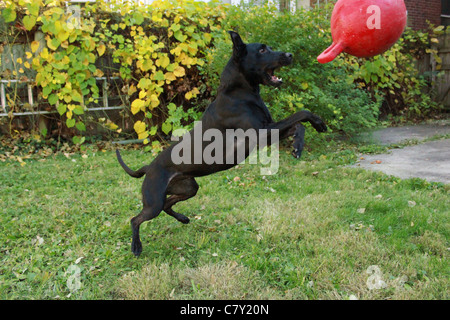 Black lab leaping towards red ball in yard Stock Photo