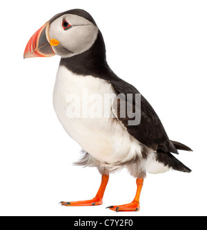 Atlantic Puffin or Common Puffin, Fratercula arctica, in front of white background Stock Photo