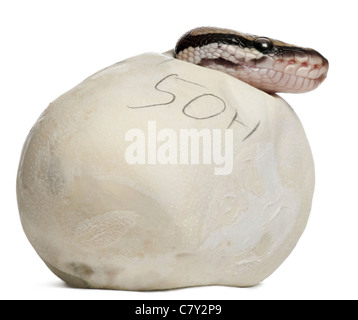 Royal Python or Ball Python, Python Regius, with the head out of his egg in front of white background Stock Photo
