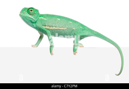 Young veiled chameleon, Chamaeleo calyptratus, in front of white background Stock Photo