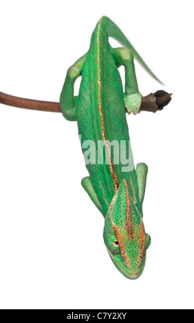 Young veiled chameleon, Chamaeleo calyptratus, in front of white background Stock Photo