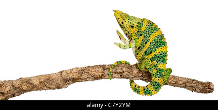 Meller's Chameleon and Giant One-horned Chameleon, Chamaeleo melleri, in front of white background Stock Photo