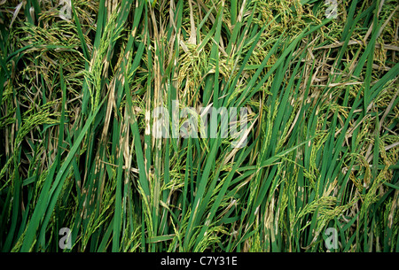 Rice sheath blight, Rhizoctonia solani, lesions on lodged rice crop in ear Stock Photo