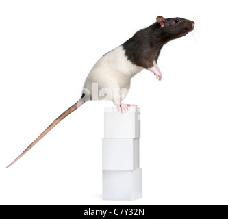 Fancy Rat, 1 year old, standing on blocks in front of white background Stock Photo