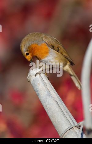 Robin Erithacus rubecula (Turdidae) on watering can spout. Stock Photo