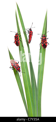 Pastoral composition of Scentless plant bugs, Corizus hyoscyami, on leaves in front of white background Stock Photo