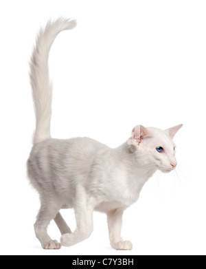 Balinese cat, 1 year old, walking in front of white background Stock Photo