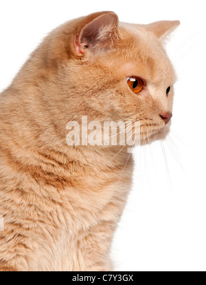 Close-up of Ginger British Shorthair cat, 1 year old, in front of white background Stock Photo