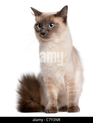 Ragdoll cat, 15 months old, sitting in front of white background Stock Photo