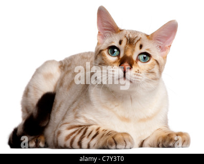Bengal kitten, 6 months old, lying in front of white background Stock Photo
