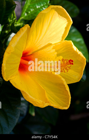 Large yellow tropical hibiscus flower Stock Photo