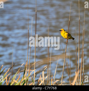 Cape Weaver (Ploceus capensis) in the Western Cape Province of South Africa. Stock Photo