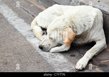 Homeless stray dog laying at urban road Stock Photo