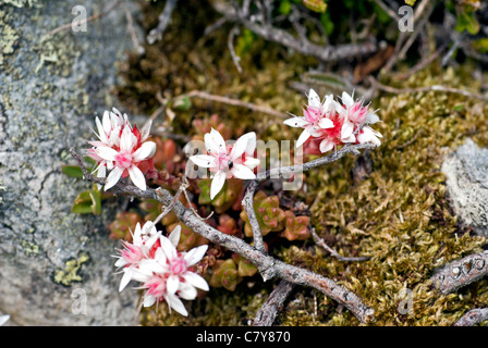 Plant, English Stonecrop, Sedum anglicum, Flowers Stock Photo