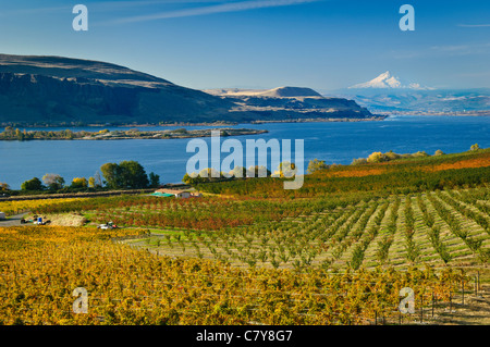 Orchards and vineyard near Wishram, Washington, looking down the Columbia River towards The Dalles and Mount Hood. Stock Photo