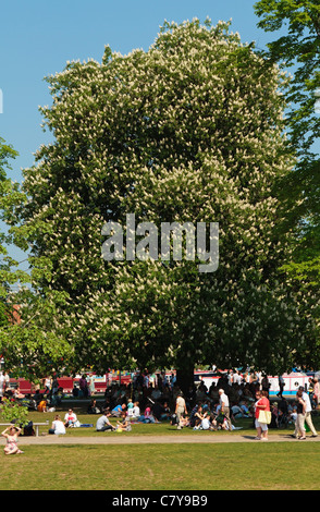 Horse Chesnut tree standing in the Bancroft Gardens, Stratford-upon-Avon, Warwickshire, England, United Kingdom Stock Photo